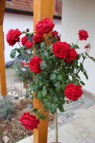 K1024_IMG_2205.JPG